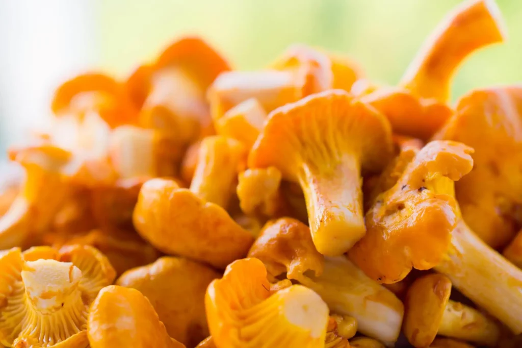 Chanterelle Mushrooms