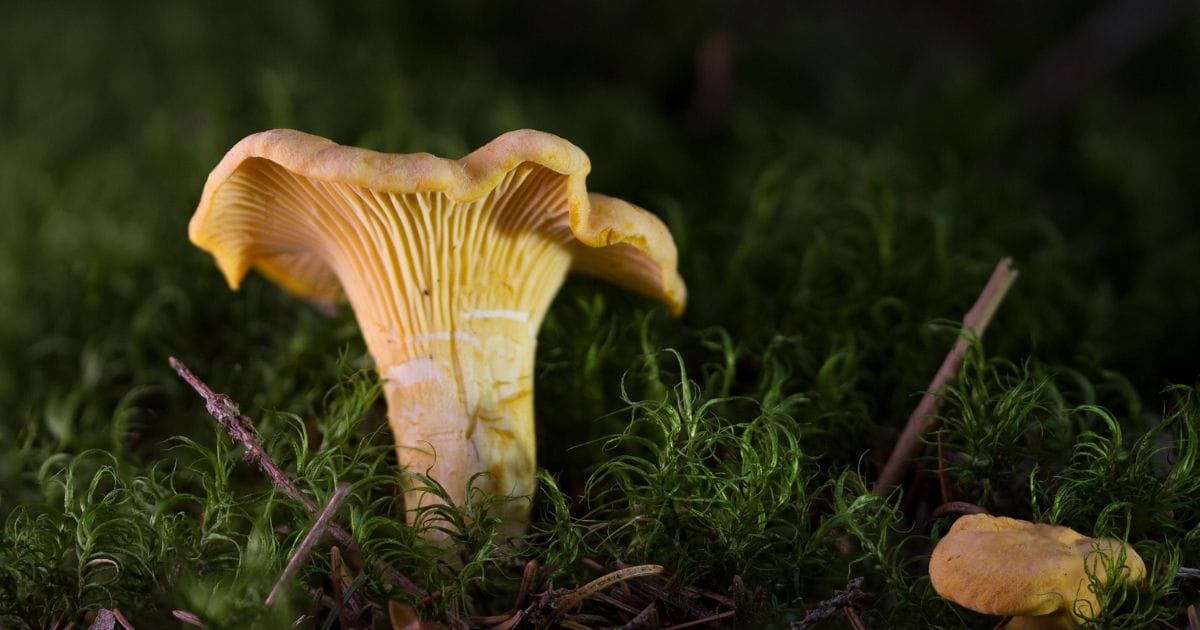 Chanterelle Mushrooms