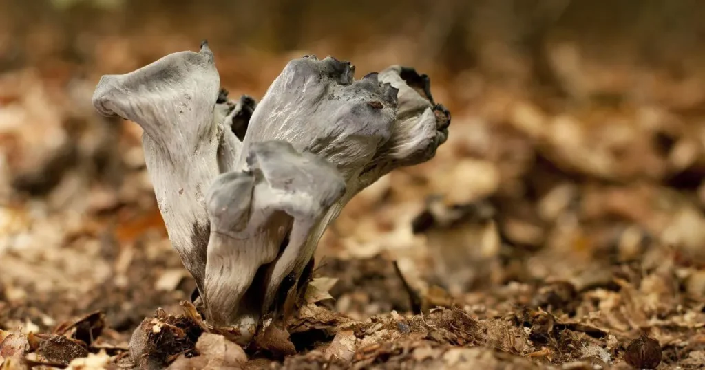 King Trumpet Mushrooms King Trumpet Mushrooms