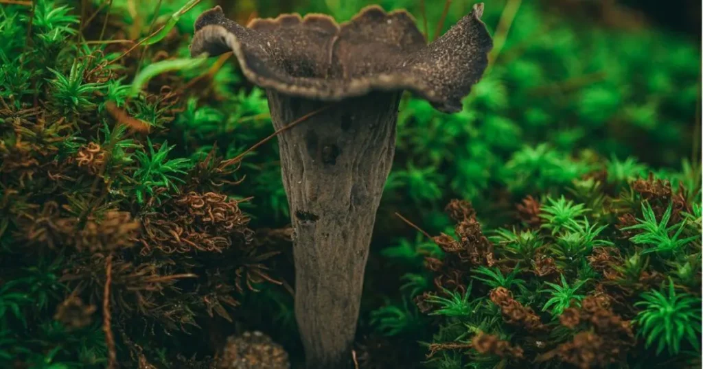 King Trumpet Mushrooms King Trumpet Mushrooms