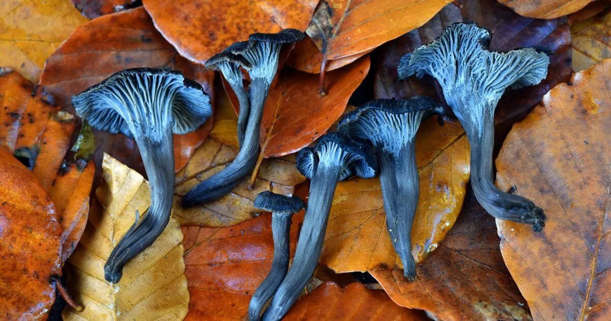 king trumpet mushrooms