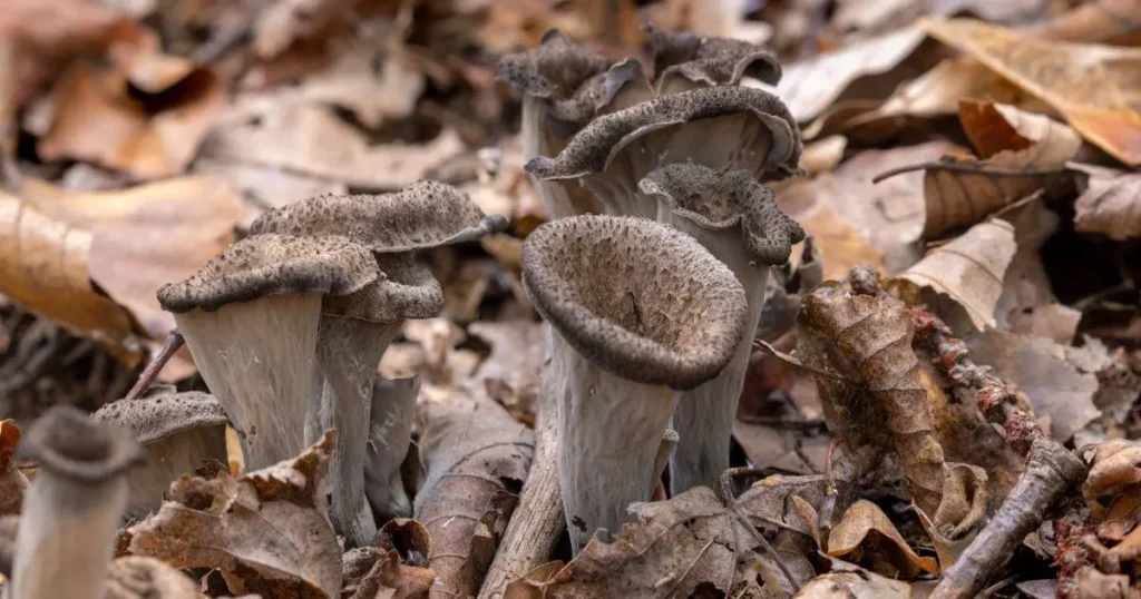 King Trumpet Mushrooms King Trumpet Mushrooms