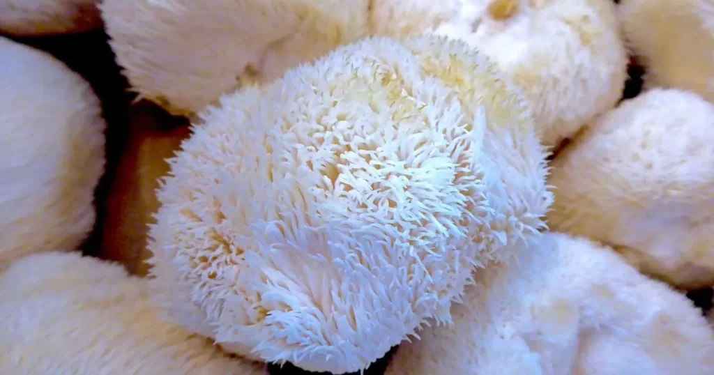 Lion’s Mane