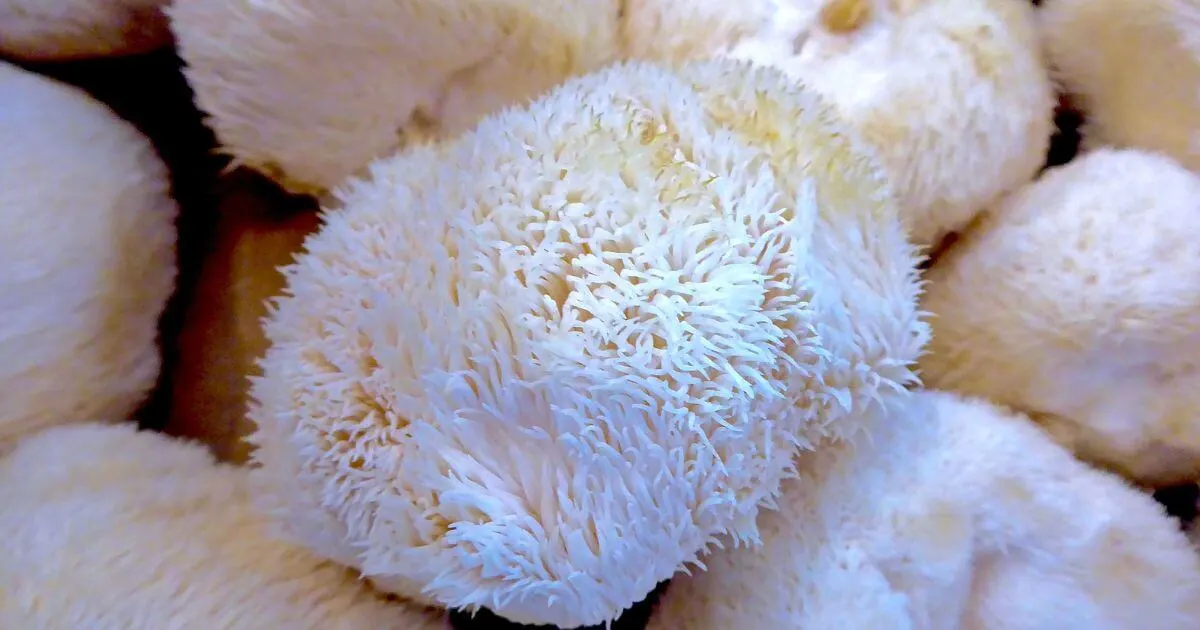 Lion’s Mane