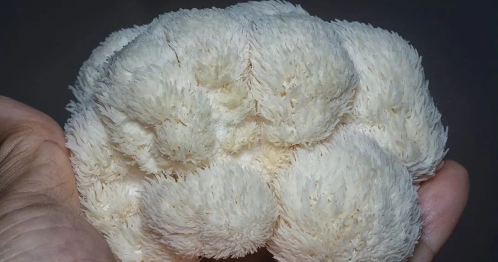 Lion’s Mane