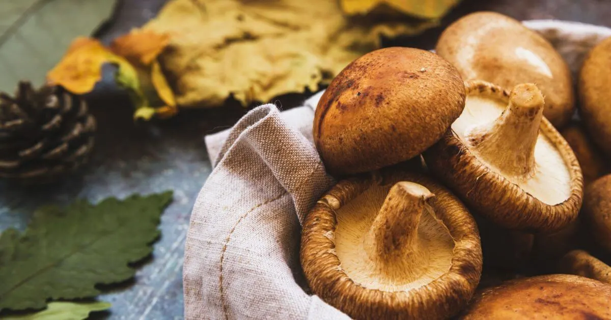 shiitake mushroom recipes