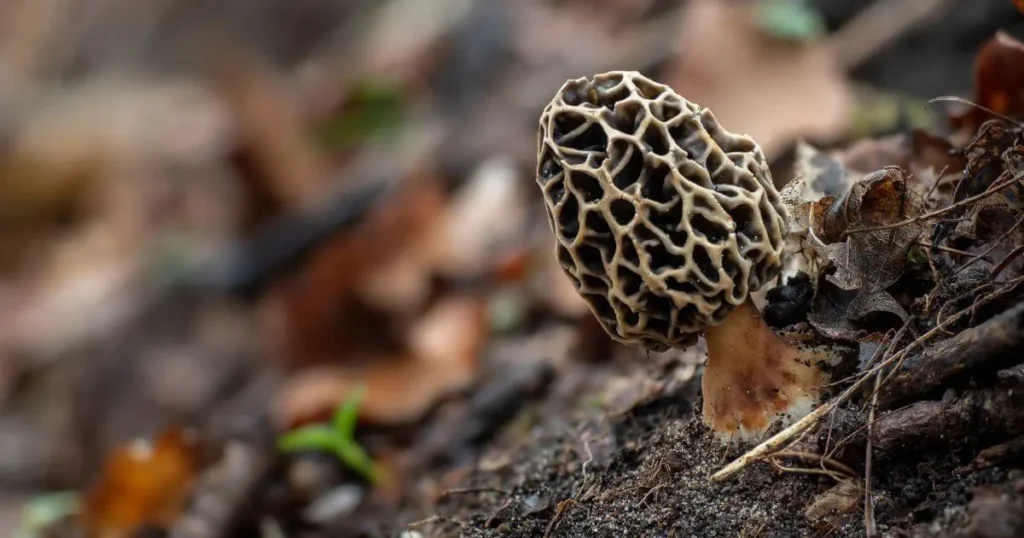 morel mushrooms