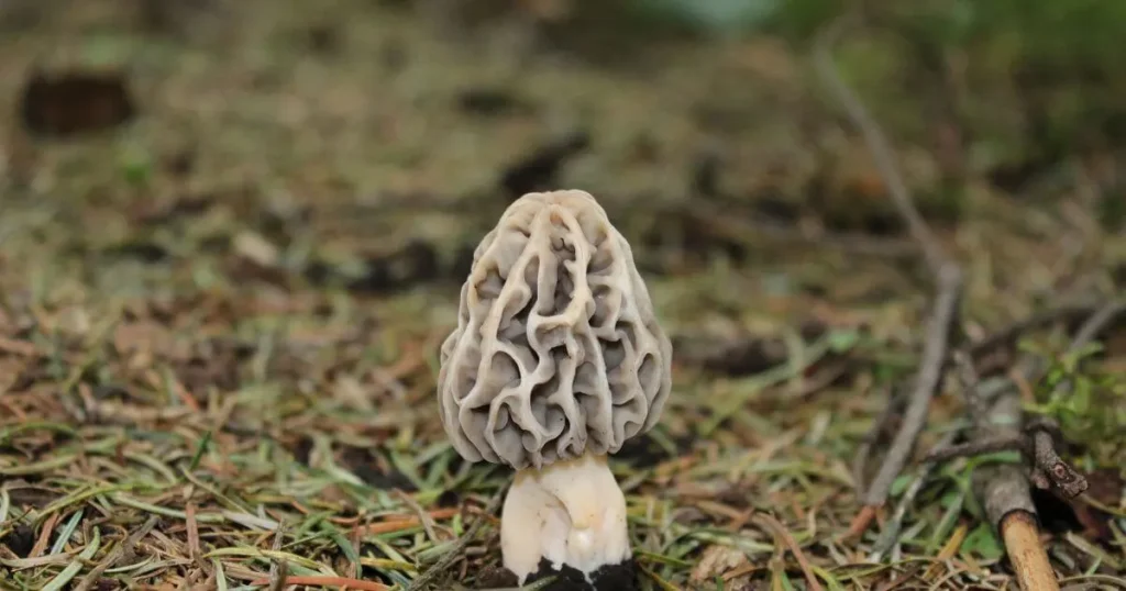 morel mushrooms