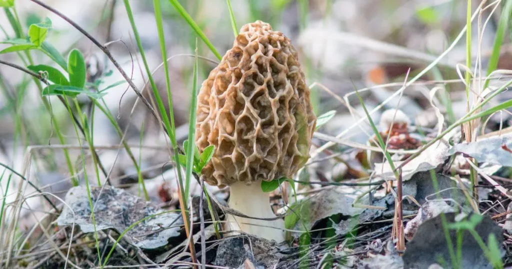 morel mushrooms