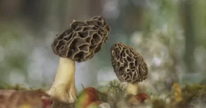Morel Mushrooms
