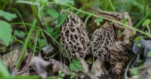 Morel Mushrooms